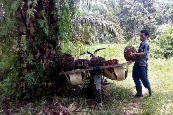 Pernyataan ini hanya mewakili kepentingan pengusaha, tidak mewakili masyarakat, terutama masyarakat yang bersinggungan langsung dengan perkebunan kelapa sawit.