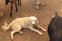 Mengharukan, Anjing Ini Rela Terbakar Demi Menyelamatkan Kambing