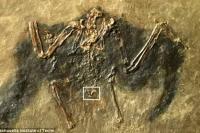 Fosil Nenek Moyang Burung Ditemukan di Jerman