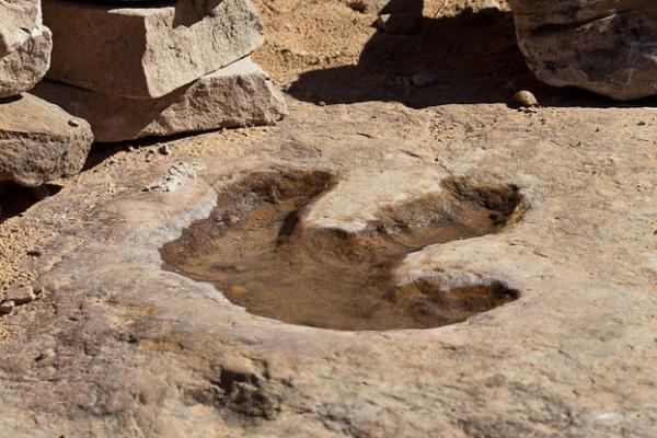 Meski tidak ada fosil tulang, jejak Kayentapus sudah menunjukkan bahwa hewan ini merupakan salah satu kelompok dinosaurus theropoda besar.