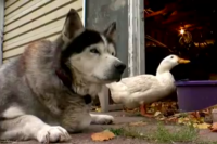 Kehilangan Pasangan, Anjing Ini Jadikan Bebek Sahabatnya