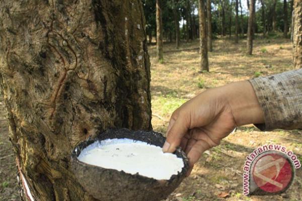 Menurut IRCo, badai La Nina yang menimbulkan hujan lebat mulai bulan November 2017 sampai Januari 2018 akan mempengaruhi produksi NR.