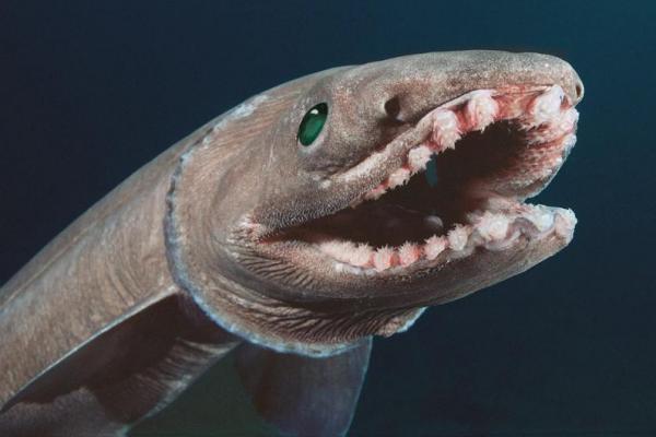 Pemangsa dengan bentuk mirip ular itu memiliki ciri khas 300 gigi tajam dan hidup di perairan dalam.