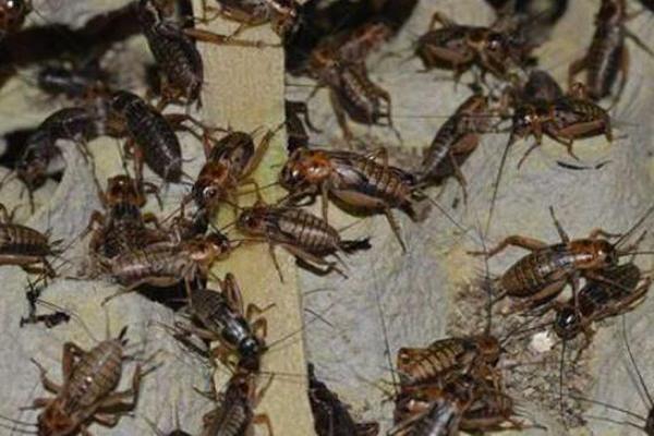 Perusahaan makanan terbesar Finlandia mengumumkan bahwa mereka akan memproduksi dan menjual roti percobaan yang dibuat dari jangkrik.