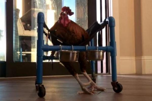 Seekor ayam asal California yang terluka parah dalam perkelahian dengan ayam jantan lain sedang belajar berjalan lagi