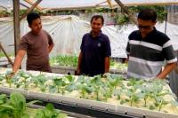 Pemuda Aceh Sukses Kembangkan Bisnis Pertanian Hidroponik