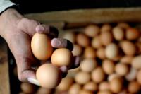 Kementan Pastikan Ketersediaan Ayam dan Telur Selama Hari Besar