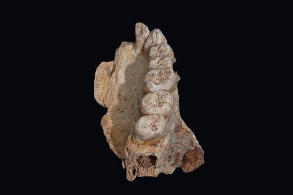 Fosil yang bertanggal antara 177.000 dan 194.000 tahun, menunjukkan manusia meninggalkan Afrika 50.000 tahun lebih awal dari perkiraan sebelumnya