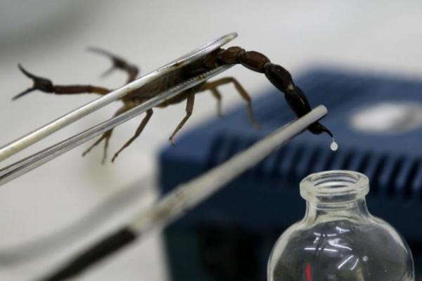 Saat ini sekelompok tiga peneliti yang telah menyerahkan ide penangkaran kalajengking tersebut menumbuhkan hewan di laboratorium untuk mengumpulkan kalajengking.
