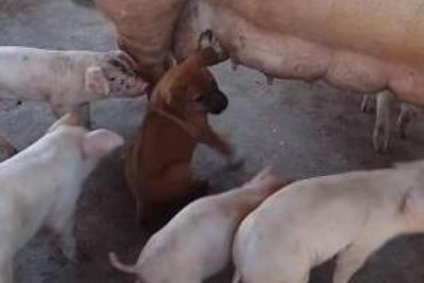 Seorang asal Thailand mengunggah video seekor induk babi yang mengizinkan anak anjing menyusuinya Bersama dengan anak-anak babi lainnya.