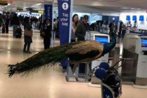 Seorang wanita berusaha membawa seekor merak ke penerbangan dari Bandara Internasional Newark namun diberitahu bahwa burungnya tidak dapat menaiki pesawat.