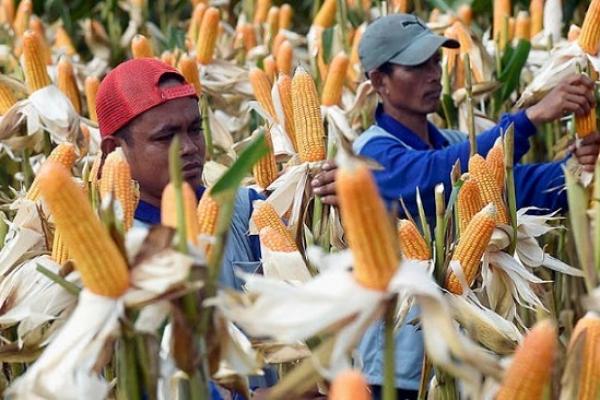 Penghargaan itu datang dari Ketua Komisi IV Dewan Perwakilan Derah (DPR), Edhy Prabowo atas kesuksesan mengekspor jagung