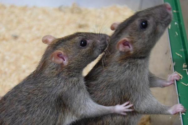 Tikus ternyata memiliki sikap dalam perilaku timbal balik.