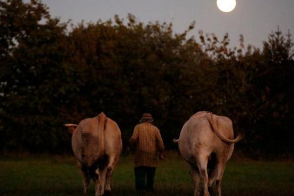 Di sudut selatan Brittany di pantai barat Prancis, Huon masih menggunakan lembu untuk membajak ladangnya, ia bertekat menjaga tradisi leluhur mereka.
