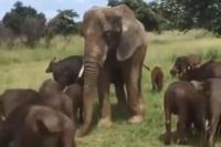 Gajah Ini Hidup Bersama Kawanan Kerbau Selama 46 Tahun