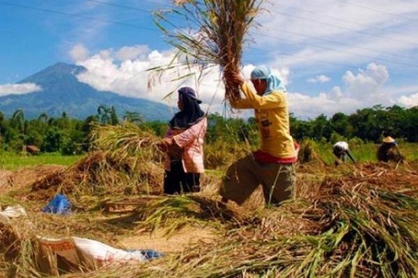 Para petani di sejumlah sentra produksi padi di Jawa Timur dan Jawa Tengah, yang saat ini sedang melakukan panen raya, mengeluhkan jatuhnya harga gabah dan absennya peran Bulog dalam menolong petani.