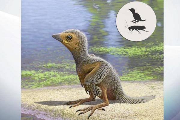 Berukuran kurang 2 inci (5 cm), lebih kecil dari jari-jari kecil orang dewasa burung kecil ditemukan di situs fosil Las Hoyas di Spanyol.