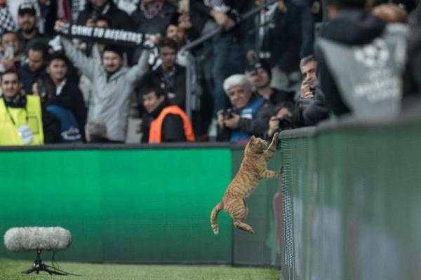 Munich menang 3-1 dalam pertandingan tersebut dengan agregat 8-1. Namun tim Jerman itu terusik oleh keberadaan seekor kucing di menit ke-49.