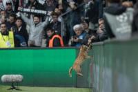Besiktas Didenda UEFA Gegara Seekor Kucing