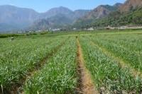 Kementan: Butuh Lahan 73.000  Hektare untuk Swasembada Bawang Putih