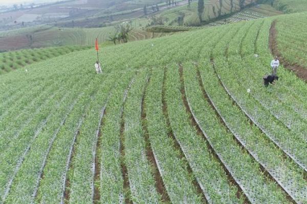 potensi pengembangan bawang putih di Kabupaten Bandung mencapai 10.000 ha,