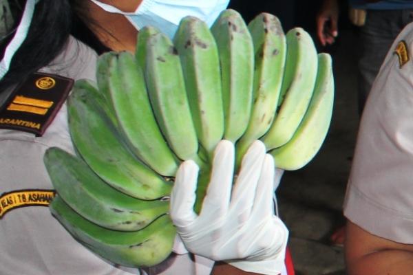 Jika Anda punya masalah dengan jerawat atau banyak komedo, cobalah memanfaatkan buah pisang.