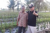 Hamparan Tanaman Cabai Tumbuh di Pesisir Pantai Jawa Tengah