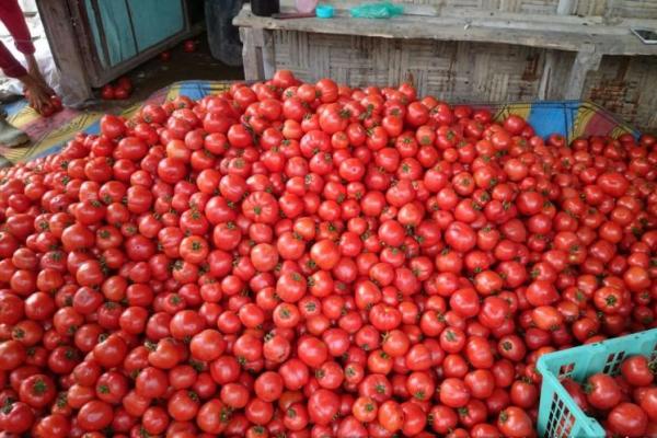 Menurut Sebayang Adison, Kepala Bidang Hortikultur Kabupaten Karo, berdasar data tanaman, disini akan panen tomat April 450 hektare dan Mei 425 hektare.