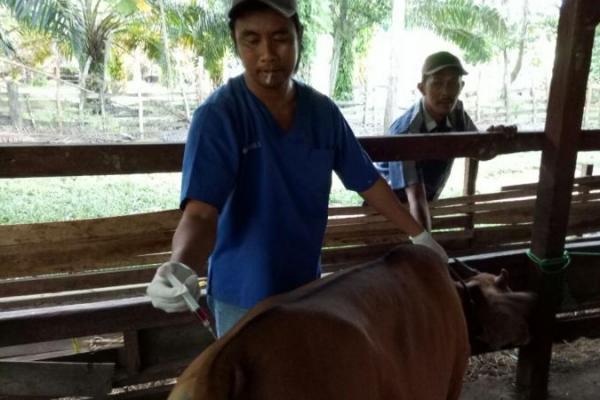 Penyakit ini hanya ada di Indonesia, dan hanya menyerang sapi Bali serta dapat mengakibatkan kerugian ekonomi cukup besar karena dapat menyebabkan kematian sapi bali.