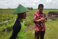 Bawang Merah dan Cabai dari Jawa Tengah siap Penuhi Lapak Jakarta 