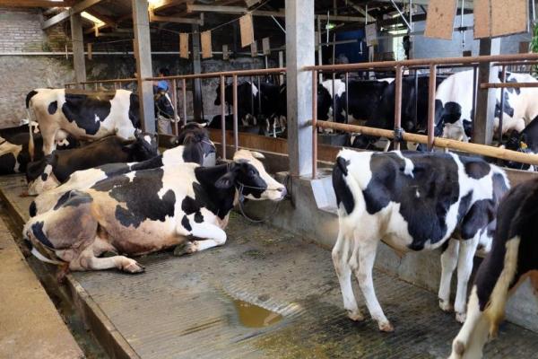 Produksi susu sapi lokal baru dapat memenuhi 20 persen dari permintaan susu nasional.