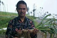 Kementan Cek Pertanaman Bawang Putih Benih Impor di Temanggung