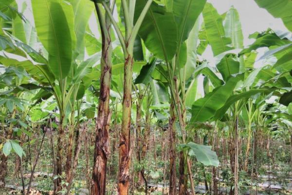 Bahkan beberapa petani ingin menebang pohon kopinya untuk ditanami komoditas pisang ini.