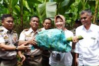  Terus Meningkat, Tren Ekspor Produk Pertanian Asal Lampung