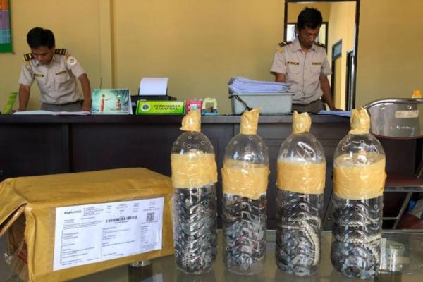 Empat ular berbisa dalam botol minuman itu tidak dilaporkan ke petugas karantina saat akan dikirim dan tidak dilengkapi surat keterangan kesehatan hewan