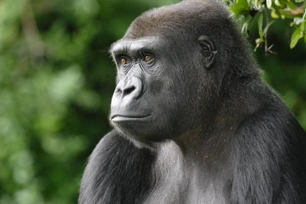 Jumlah pertumbuhan gorilla dan simpanse di Afrika Barat melebihi prediksi para ahli.