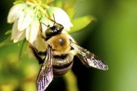 Lebah Raksasa Kembali Ditemukan di Maluku Utara
