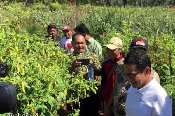 Potensi cabai rawit merah di Magelang mencapai 2.000 hektare dan cabai merah 4.000 hektare. Setiap bulan ada 300-500 hektare yang panen.