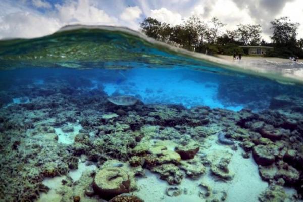 Great Barrier Reef merupakan hamparan karang terbesar di dunia, dan rumah bagi populasi ubur-ubur, molusca