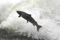 Lestarikan Salmon, China Tebar Dua Juta Benih ke Sungai