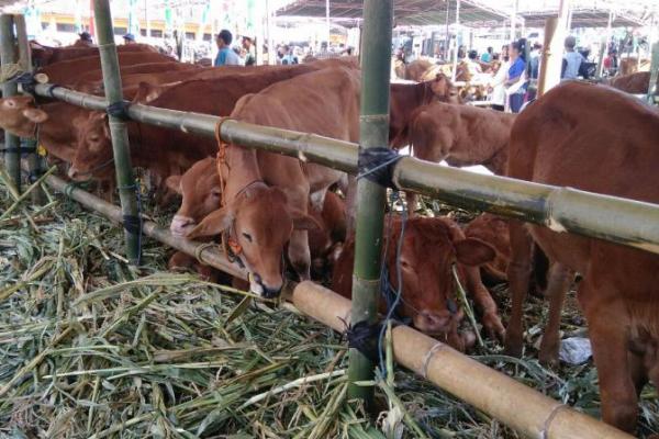 Total populasi sapi potong, sapi perah, dan kerbau di Indonesia pada tahun 2019 mencapai 18.120.831 ekor dengan rincian populasi sapi potong sebanyak 16.648.691 ekor, sapi perah 604.467 ekor, dan kerbau 877.673. ekor.