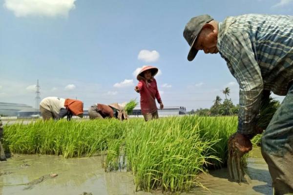 Target Luas Tambah Tanam (LTT) Kabupaten Bekasi pada Mei 2018 adalah 7.916 hektare, dan hingga awal minggu ke-2, 6 Mei dilaporkan telah ditanami padi  seluas 1.251 hektare.