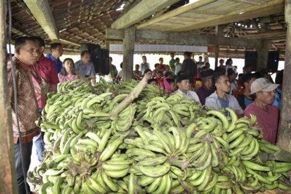Indonesia berhasil menduduki peringkat ke-10 sebagai eksportir pisang ke Jepang, dengan nilai ekspor sebesar USD1,67 Juta.