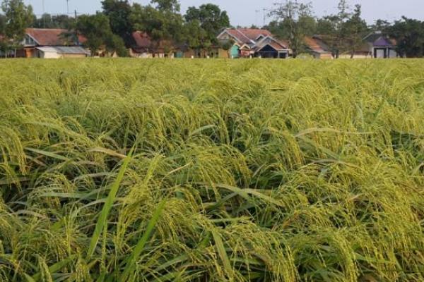 Selain umur padi yang pendek, Inta pun mengaku puas dengan produktivitas yang mencapai 9,6 ton per hektare.