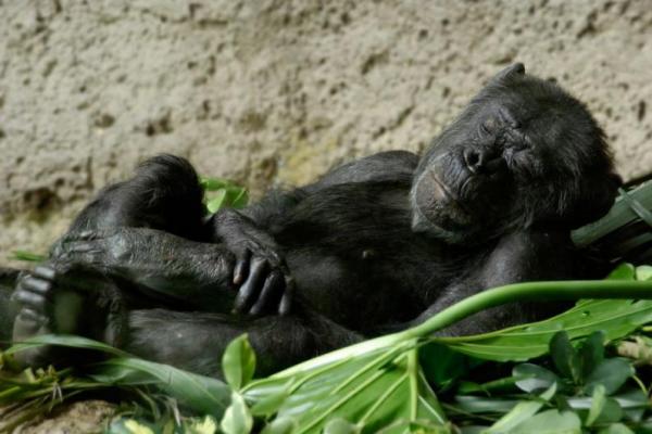 Ranjang manusia lebih kotor dari tempat tidur simpanse. Padahal simpanse tidur di atas pohon yang mereka tempati setiap malam.