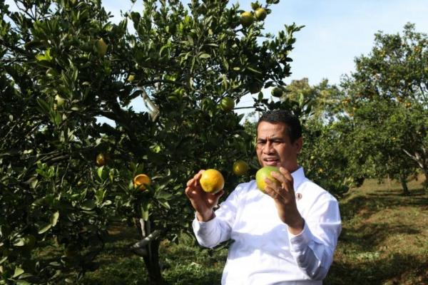 Pemerintah memproyeksi kualitas jeruk di Jawa Timur, khususnya Malang ini jadi yang terbaik di Indonesia.