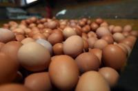 Harga Telur Ayam Merangkak Turun
