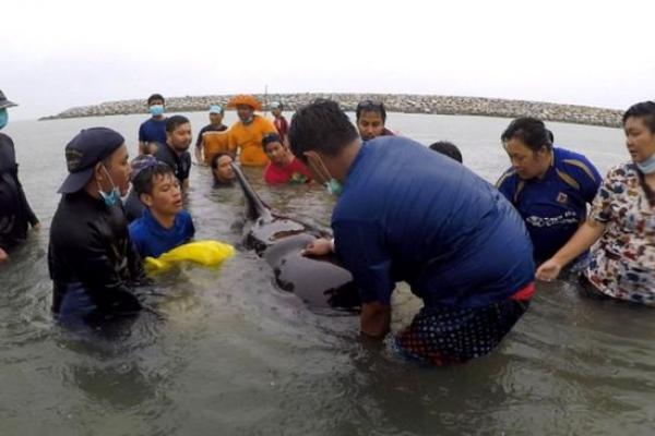 Seekor paus pilot ditemukan mati di pantai Thailand bagian selatan, setelah diketahui menelan 80 kantong plastik.