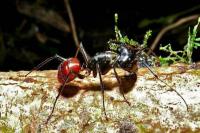 Hutan Kalimantan Didiami Semut Peledak