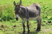 Keledai Ikut Meriahkan Idul Fitri di Inggris